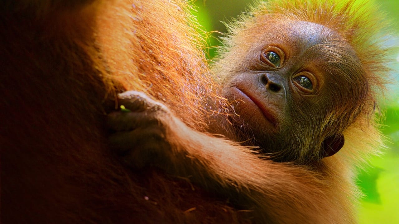 Sekretne życie orangutanów gdzie obejrzeć