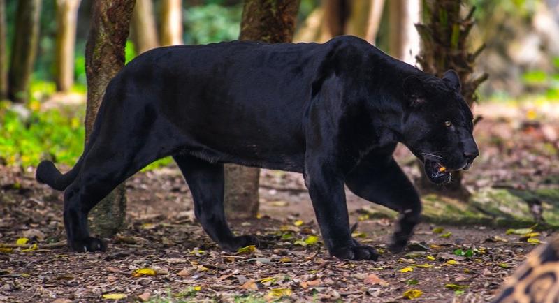 Czarna pantera w blasku tajemnic: odkryj fascynujące cechy i budowę ciała tego niesamowitego drapieżnika