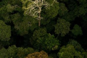 Odkryj magię lasu: „Film był sobie las” jako wyjątkowa animacja o tajemnicach ekosystemu leśnego