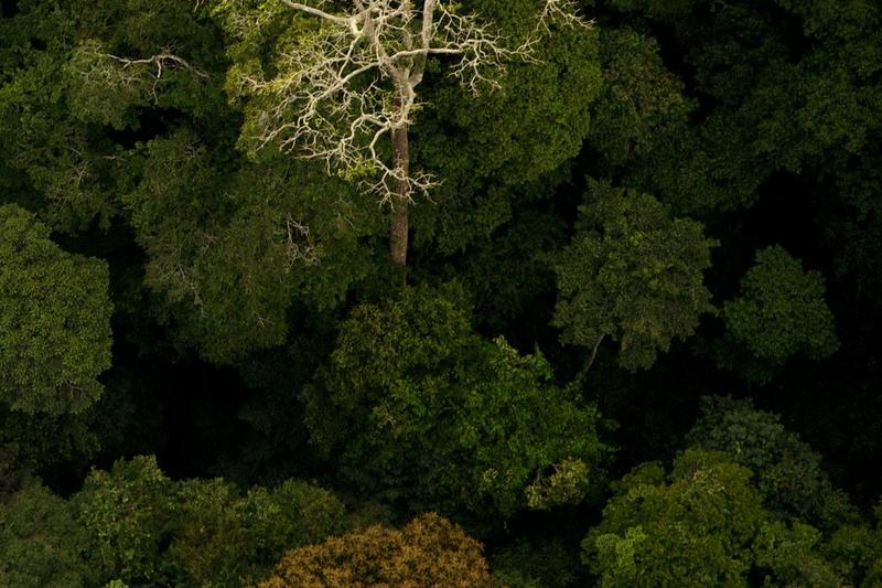 Odkryj magię lasu: "Film był sobie las" jako wyjątkowa animacja o tajemnicach ekosystemu leśnego
