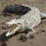 Niebezpieczny potwór: recenzja horroru „Krokodyl”, który przeraża jak nigdy dotąd